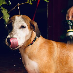 Ducha Mejor Amigo