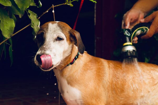 Ducha Mejor Amigo